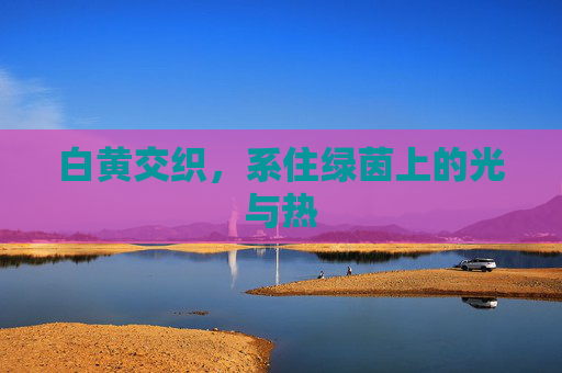 白黄交织,系住绿茵上的光与热 白黄交织,系住绿茵上的光与热
