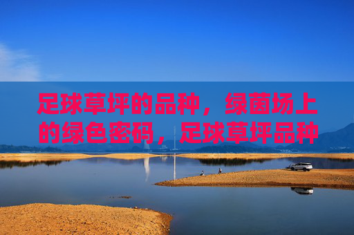 足球草坪的品种，绿茵场上的绿色密码，足球草坪品种，绿茵场的绿色密码