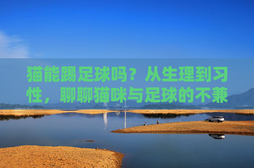 猫能踢足球吗？从生理到习性，聊聊猫咪与足球的不兼容